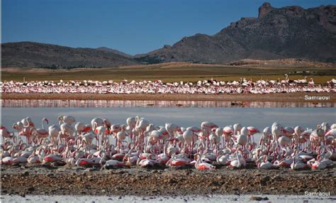 are there any flamingo colonies in china